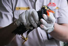 Burung Dari Kalimantan Timur