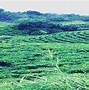 Pabrik Kebun Teh Solok