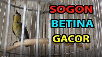 Sogon Betina Gacor Memanggil Jantan